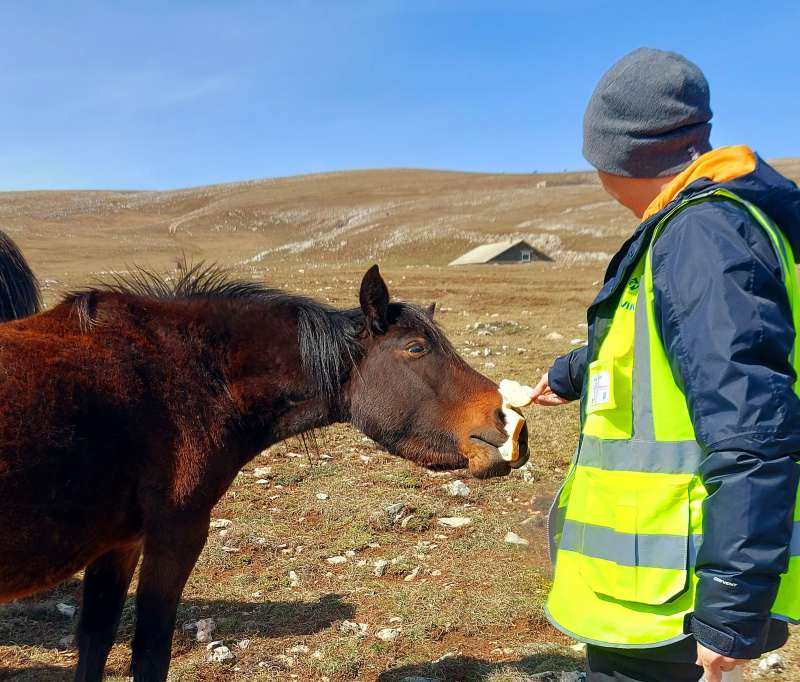 Vjetroelektrana Ivovik podržala udruženje za zaštitu divljih konja