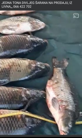 FOTO : EKOLOŠKA udruga sportskih ribolovaca “Buško jezero” upozorava na mogućnost kriminalnih djelatnosti na Buškom jezeru!