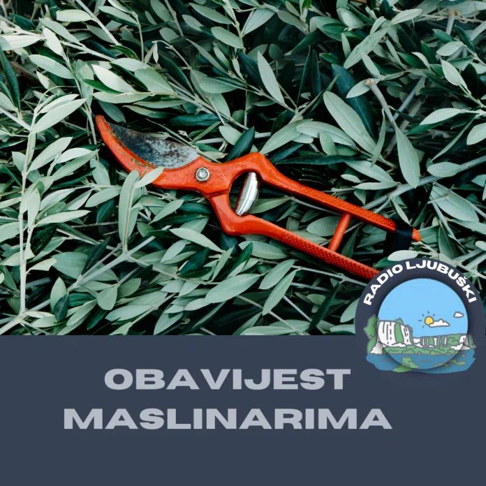 Faz Mostar Obavijest Za Maslinare