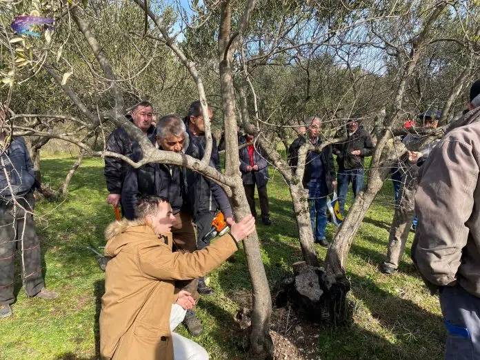 Najava Obuka Rezidbe Maslina U Brocancu