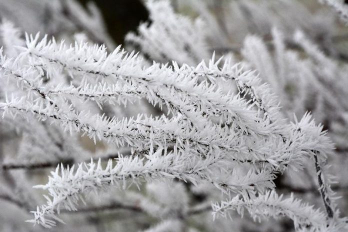 Poljoprivrednici Zabrinuti Zbog Naglog Pada Temperature Hoce Li Proljetni Mraz
