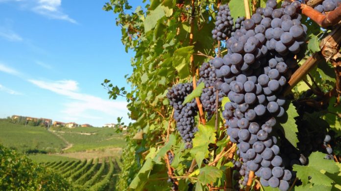 Preporuke Za Vinogradare I Vocare