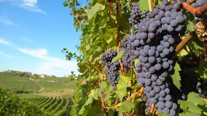 Preporuke za vinogradare i voćare Preporuke Za Vinogradare I Vocare