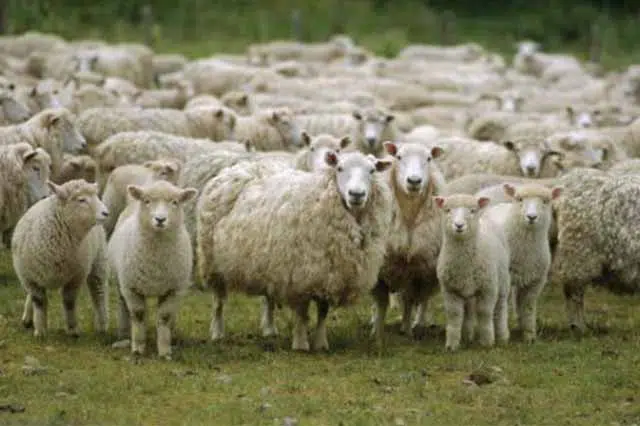 Cudan-slucaj-u-BiH-Zena-mu-povjerila-159-ovaca-na.jpeg Cudan Slucaj U Bih Zena Mu Povjerila 159 Ovaca Na