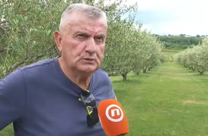 VIDEO | Čapljinac Božo Šimunović već 30 godina posvećen maslinarstvu Video Capljinac Bozo Simunovic Vec 30 Godina Posvecen Maslinarstvu