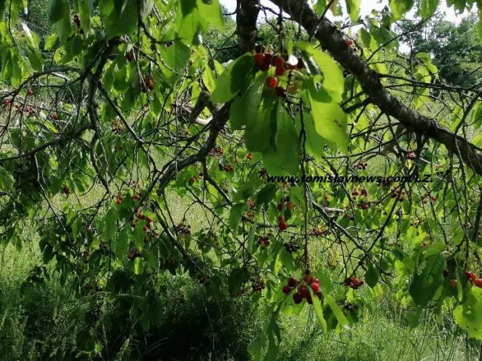 Dobro jutro iz Tomislavgrada, želim vam vedar i topao dan! 1718603743 Dobro Jutro Iz Tomislavgrada Zelim Vam Vedar I Topao Dan