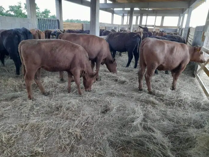 Farma u Ljubunčiću cvjeta! 1718635890 139 Farma U Ljubuncicu Cvjeta