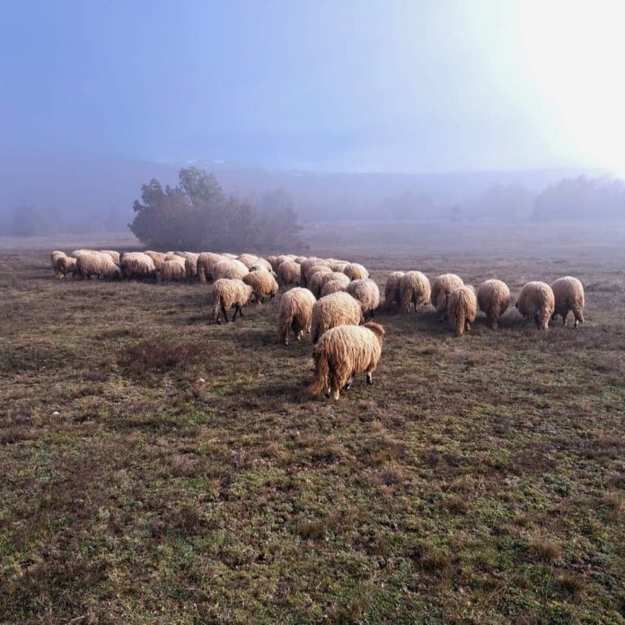 1719664168 Gradi Se Farma Ovaca U Strupnicu