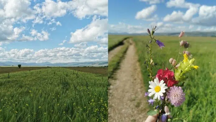 Doba godine kada Duvanjsko polje pokazuje svoju raskoš i ljepotu Doba Godine Kada Duvanjsko Polje Pokazuje Svoju Raskos I Ljepotu