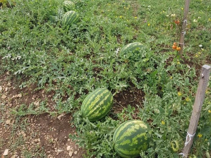 Jedemo Albanske Lubenice Dok Nase Propadaju Proizvodaci Se Nadaju Izvozu