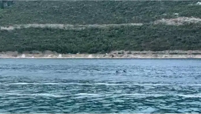 Video Dupini Ponovno Ocarali Posjetioce U Neumu