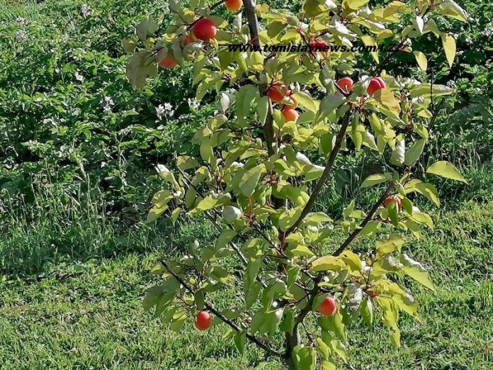 Dobro Jutro Iz Tomislavgrada Vedro I Umjereno Toplo