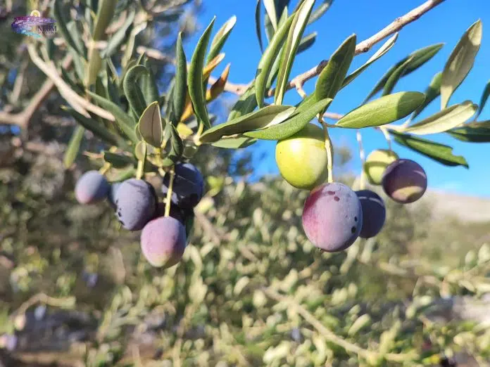 Najava Strucna Predavanja Na Danima Mediterana U Neumu