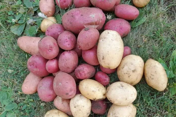Sveti Ilija obećava - preformulacija naslova na bosanskom jeziku Sveti Ilija Obecava Preformulacija Naslova Na Bosanskom Jeziku