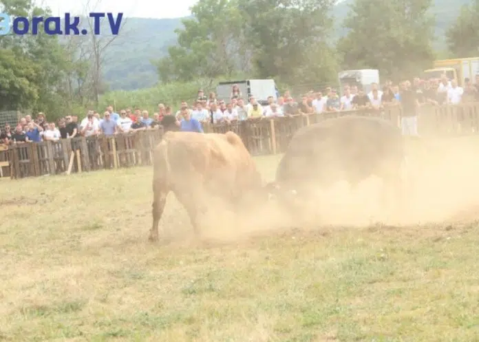 Video Bik Napao Publiku U Posusju Izbila Panika Medu Posjetiocima