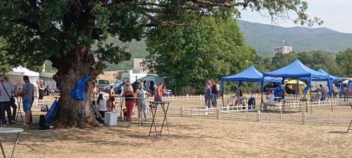 1724695823 Veliki Broj Izlagaca Na Izlozbi Pasa U Posusju Pobjeda Spanjolskom