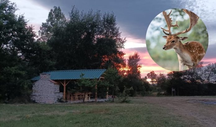 Ranc U Livnu Antonio Se Vratio Iz Njemacke I Posvetio