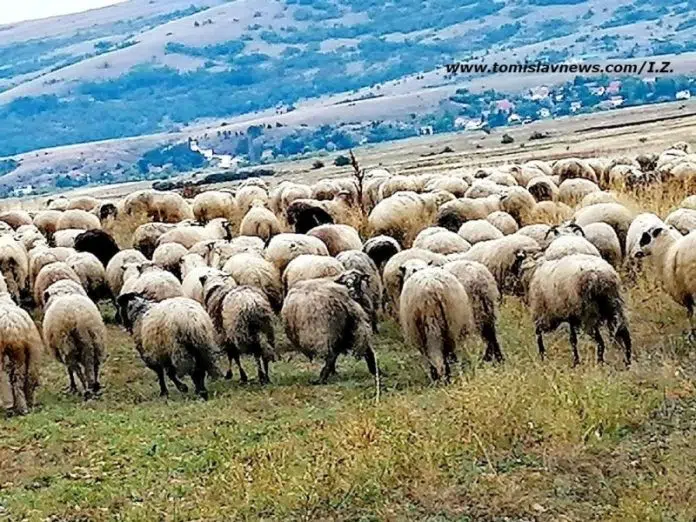 Dobro jutro, Tomislavgrade, neka vam dan bude umjereno vedar i Dobro Jutro Tomislavgrade Neka Vam Dan Bude Umjereno Vedar I