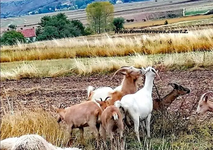 Ugodno umjereno vedro, vjetrovito i pohladno jutro iz Tomislavgrada! Ugodno Umjereno Vedro Vjetrovito I Pohladno Jutro Iz Tomislavgrada