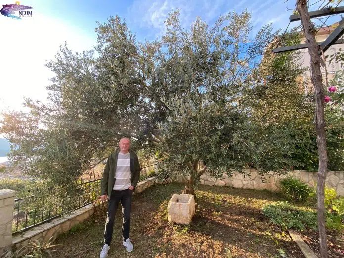 FOTO: Maslinarski podvig u Neumu: Stablo donijelo čak 200 kilograma