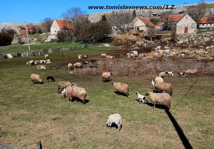 DOBRO vam vedro i pohladno jutro iz Tomislavgrada!