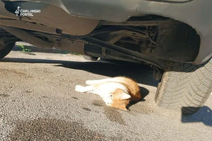 Roditelji i vlasnici ljubimaca OPREZ! Netko ostavlja otrov po gradu!
