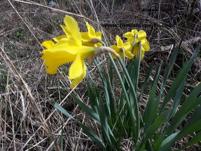 DOBRO vam oblačno, kišovito i toplo jutro iz Tomislavgrada!