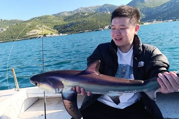 FOTO/VIDEO | Morski pas lisica snimljen u neumskom akvatoriju, jedan