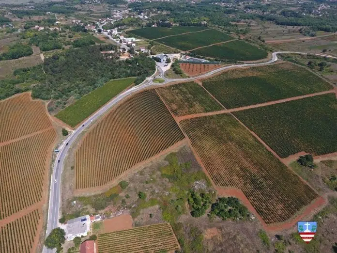 Preporuka poljoprivrednim proizvođačima: Zaštitite vinograde od plamenjače