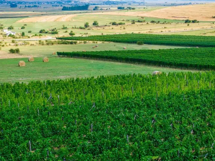 Vinska senzacija iz Tomislavgrada: Knebu Chardonnay proglašen najboljim vinom u