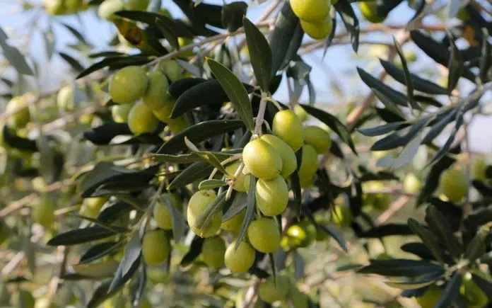 Maslinari:Preporuke u maslinicima za lipanj