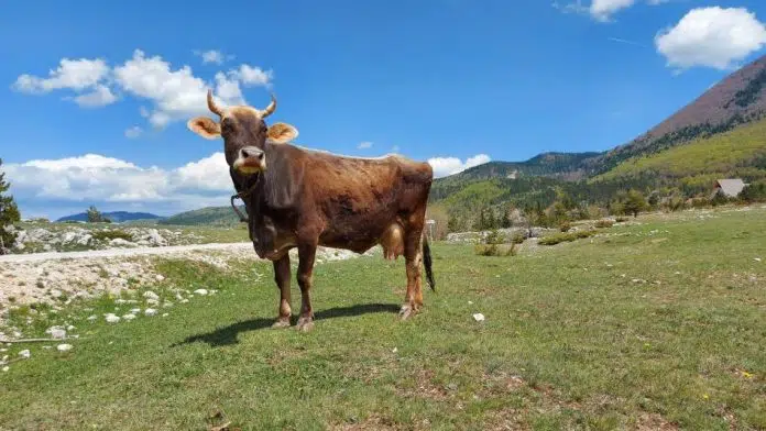 Potvrđen slučaj antraksa u BiH
