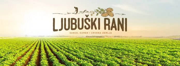 Sadnja “ljubuškog ranog” pri kraju, u veljači se očekuje početak