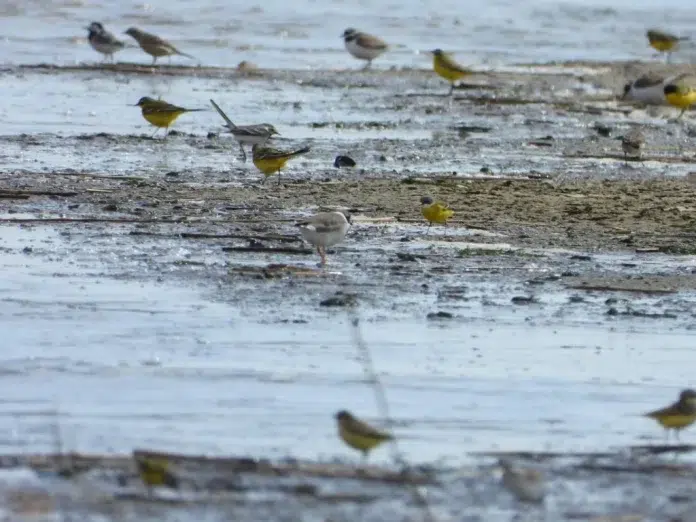 FOTO Tko razmišlja o Adriatic Flywayu dok se oko Livanjskog