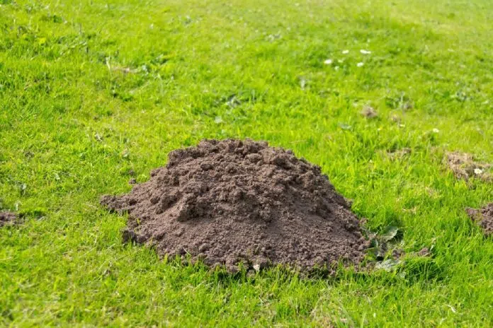 Krtice mrze kad im ovo stavite u rupu: ‘Bježe odmah