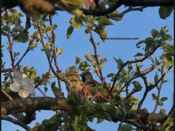 VIDEO: DOBRO vam umjereno vedro i tiho jutro iz Tomislavgrada!