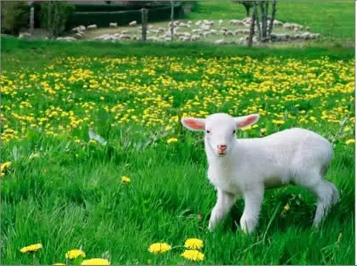 VIDEO: DOBRO vam vedro i toplo jutro iz Tomislavgrada!