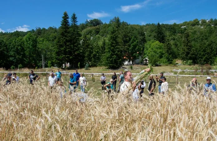 Festival žetve u Dabiju okupio ljubitelje tradicije i baštine
