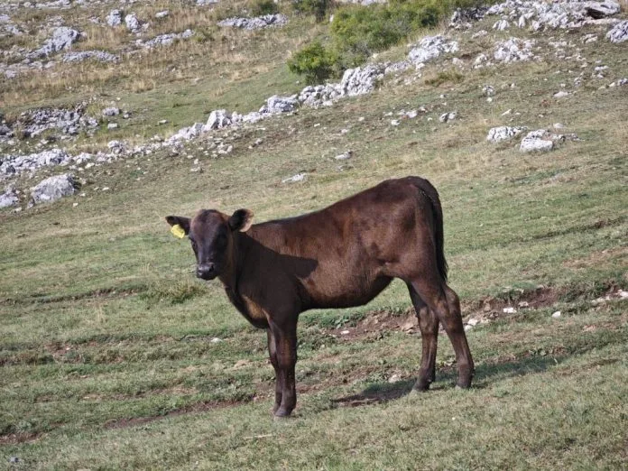U HBŽ-u potvrđena tri slučaja bruceloze kod ljudi